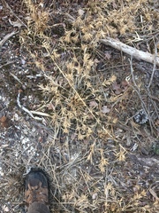 Dichanthelium meridionale