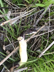 Coluber constrictor flaviventris