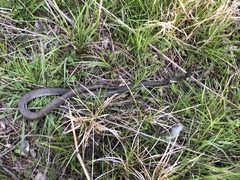 Coluber constrictor flaviventris
