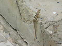 Microlophus occipitalis