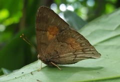 Euselasia thucydides