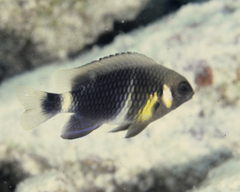 Chrysiptera leucopoma