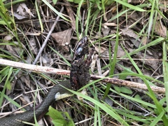 Coluber constrictor flaviventris