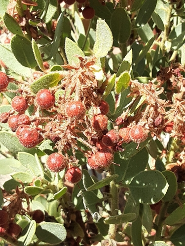 iNaturalist observation photo of California Pinkbract Manzanita