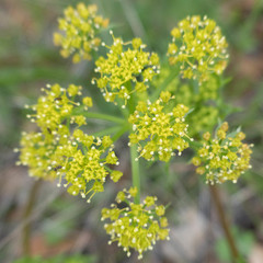 Lomatium macrocarpum
