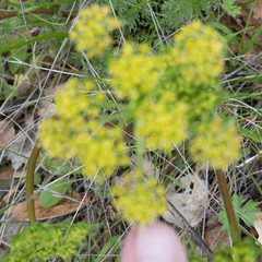 Lomatium macrocarpum