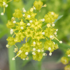 Lomatium macrocarpum