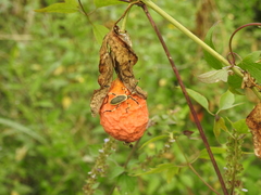 Holhymenia histrio