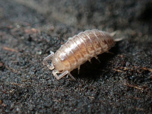 Porcellio dispar