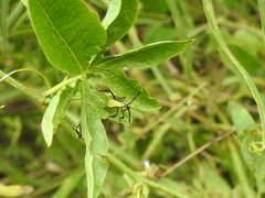 Holhymenia histrio