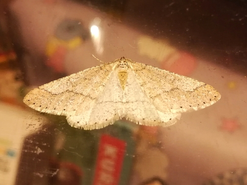 Photo of Dotted Border Moth (Agriopis marginaria)