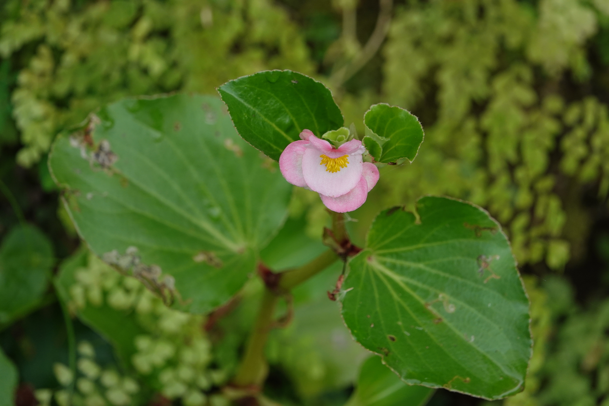 Begonia cucullata