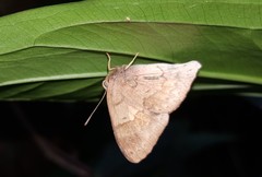 Euselasia thucydides