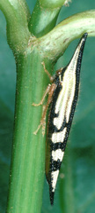 Polyglypta