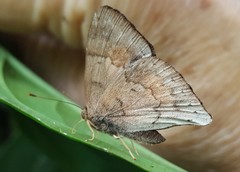 Euselasia thucydides