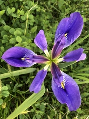 Iris brevicaulis