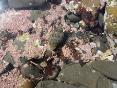 Acanthinucella punctulata