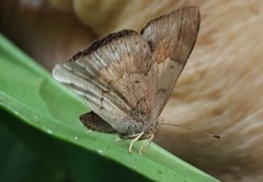 Euselasia thucydides