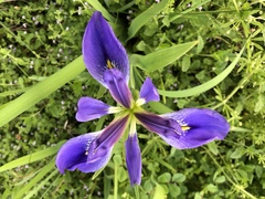 Iris brevicaulis