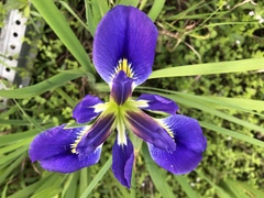 Iris brevicaulis