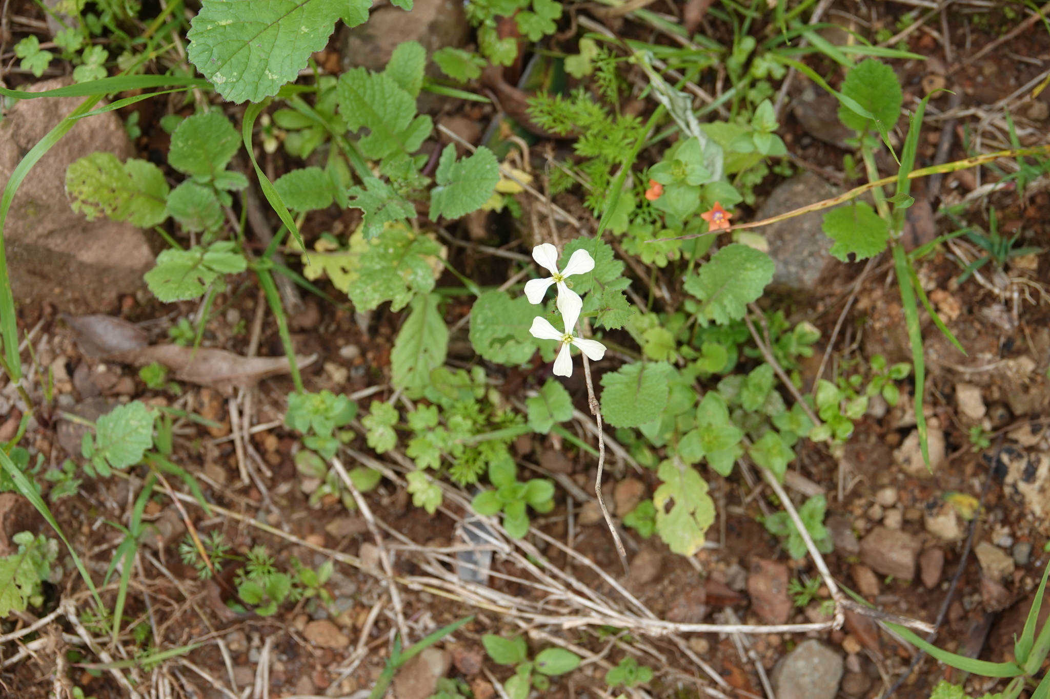 Raphanus raphanistrum