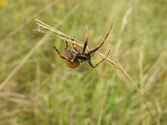 Parawixia bistriata