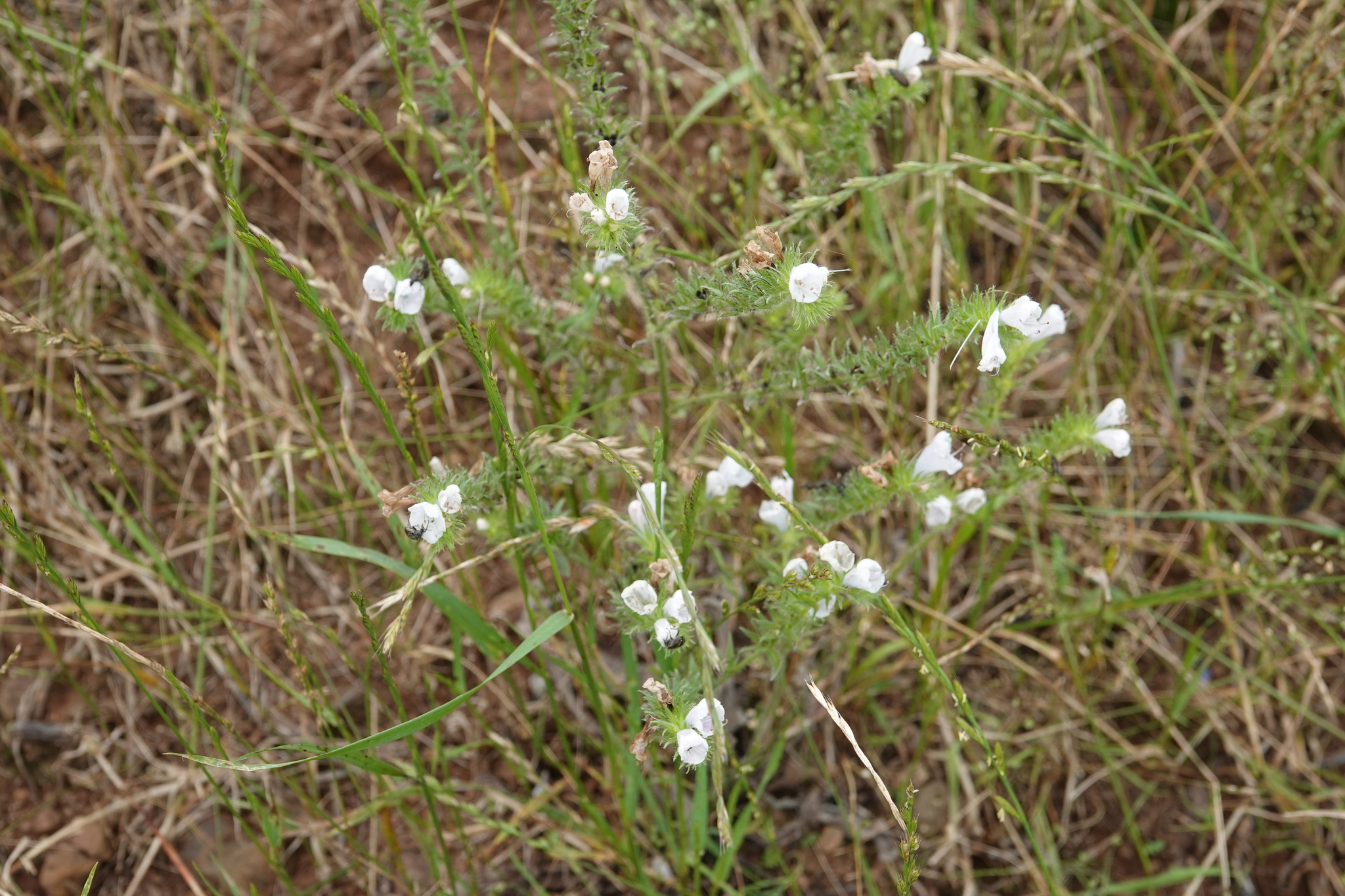 Echium plantagineum