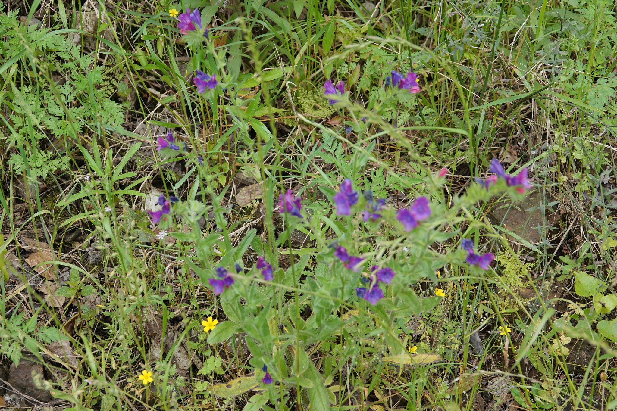 Echium plantagineum