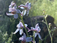 Delphinium parishii