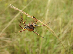 Parawixia bistriata