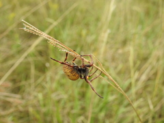 Parawixia bistriata