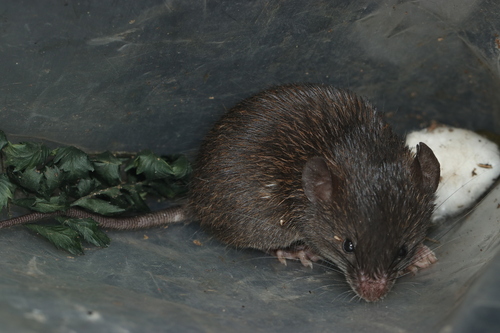 South American spiny mouse (Scolomys melanops) — Least Concern Mammalia