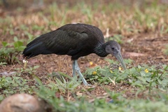 Green Ibis photo 6