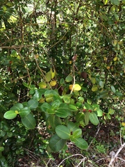 Salzmannia nitida