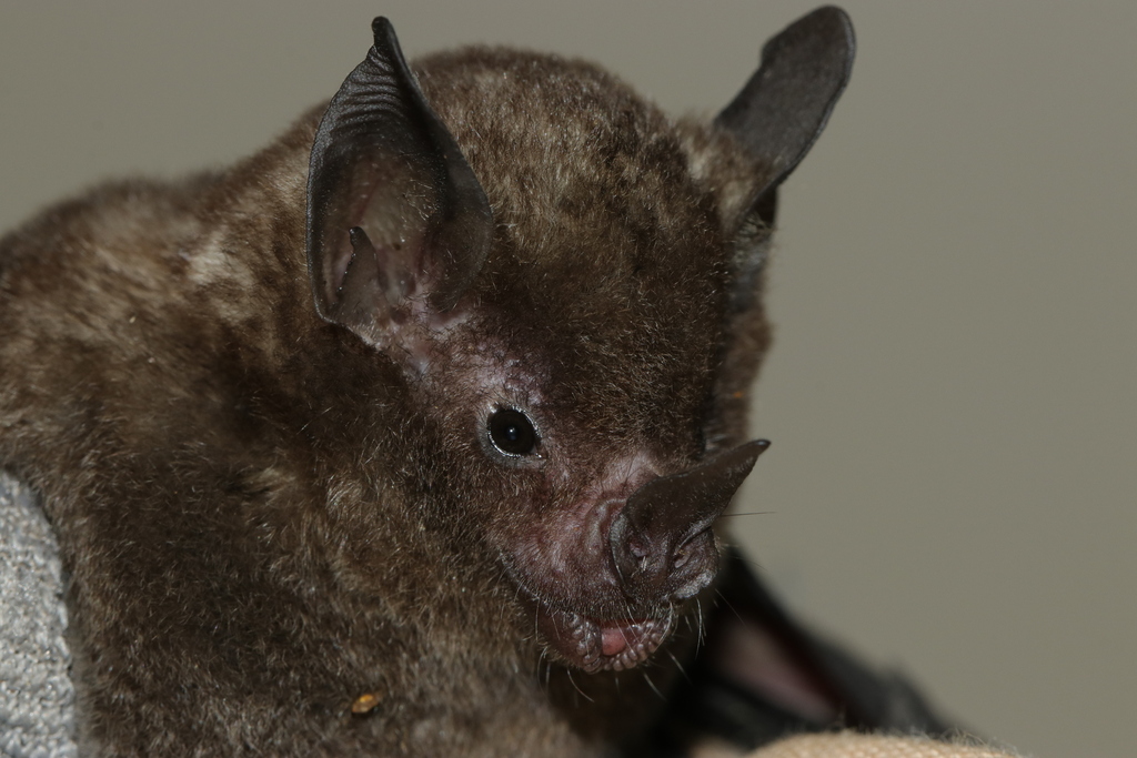 Silky Short-tailed Bat from Francisco de Orellana, Ecuador on October ...