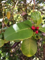 Salzmannia nitida