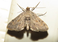 Parapoynx crisonalis