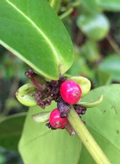 Salzmannia nitida