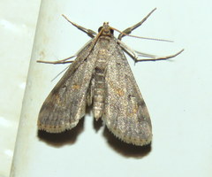 Parapoynx crisonalis