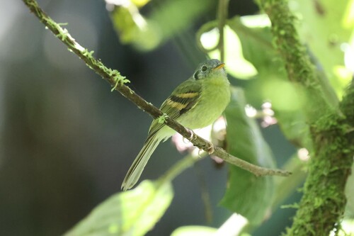Variegated Bristle-Tyrant