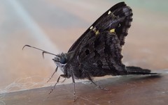 Thorybes dorantes dorantes