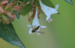 Allograpta hortensis