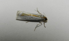 Crambus girardellus
