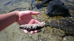 Holothuria atra