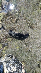 Holothuria atra