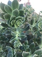 Aeonium haworthii