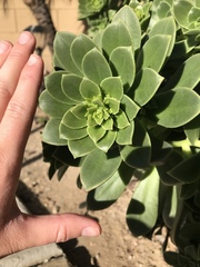 Aeonium haworthii