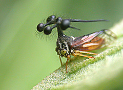 Bocydium globulare