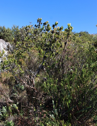 Image of Gnidia oppositifolia by (c) Tony Rebelo, some rights reserved (CC BY-SA)