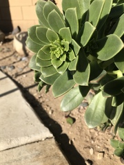 Aeonium haworthii